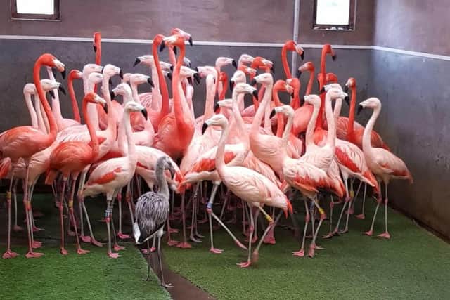 The baby flamingo getting to know his new flamingo friends.
