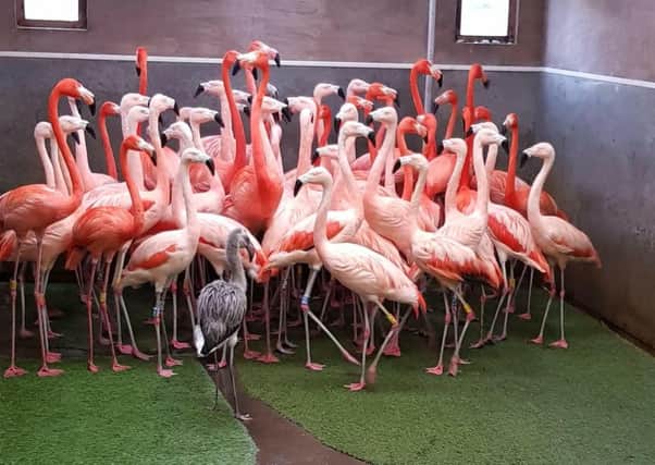 The baby flamingo getting to know his new flamingo friends.