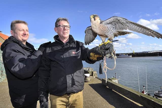 Scarborough Borough Council talk about their herring gull dispersal programme. Cllr Bill Chatt meets NBC representative Steve Owen and perilaner falcon Jet. Picture byRichard Ponter 170822c.