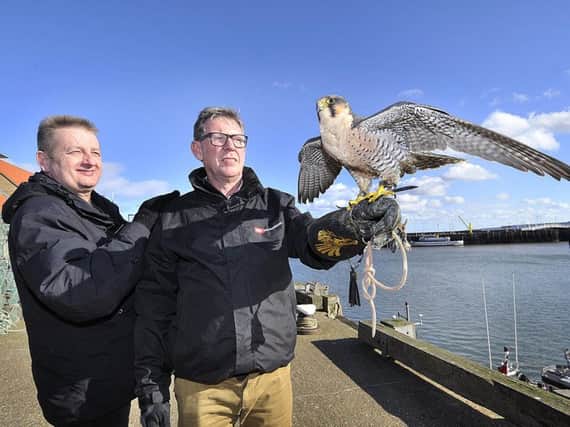 Scarborough Borough Council talk about their herring gull dispersal programme. Cllr Bill Chatt meets NBC representative Steve Owen and perilaner falcon Jet. Picture byRichard Ponter 170822c.