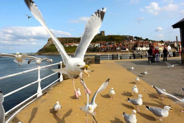 Gull food snatches have been a problem at seafront locations in Whitby and Scarborough. Picture: Ross Parry.
