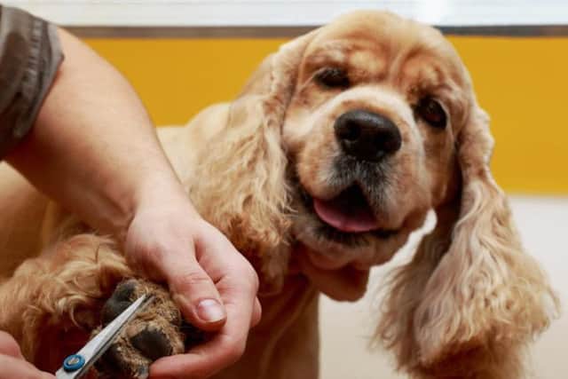 There are some great job opportunities currently on offer around Yorkshire for animal lovers
