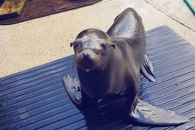Flamingo Lands newest arrival at the zoo  Murphy the sea lion.