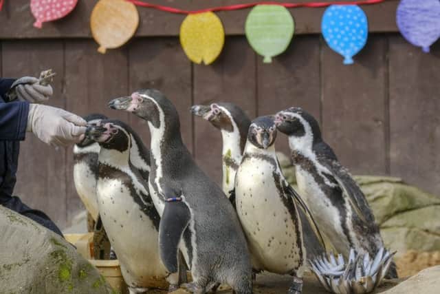 Staff at Scarborough Sea Life help the penguins celebrate their birthday with a special "fish cake" treat. Picture by Tony Bartholomew