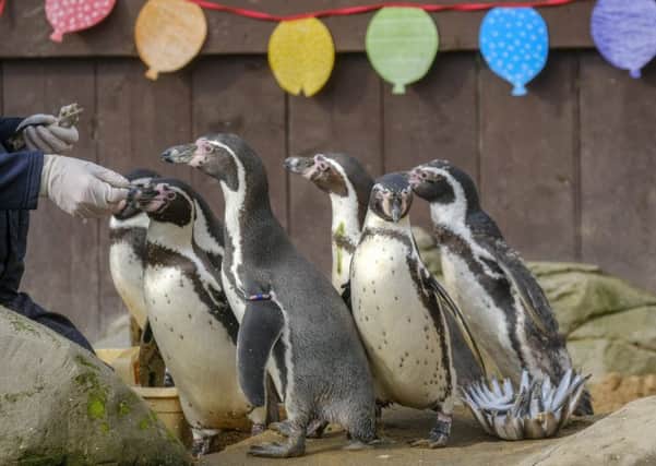 Staff at Scarborough Sea Life help the penguins celebrate their birthday with a special "fish cake" treat. Picture by Tony Bartholomew