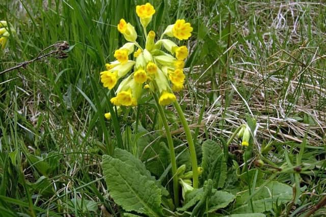 Cowslip
