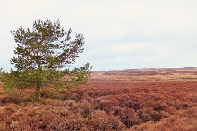 Easington High Moors.
