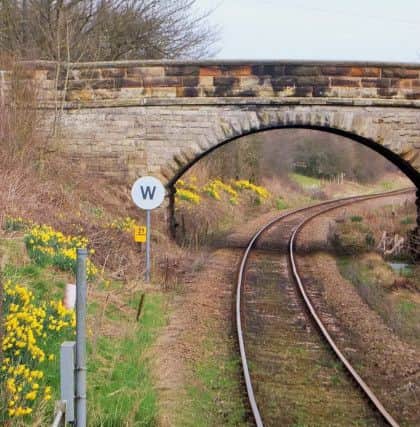 Daffodils by the rail line, Danby.