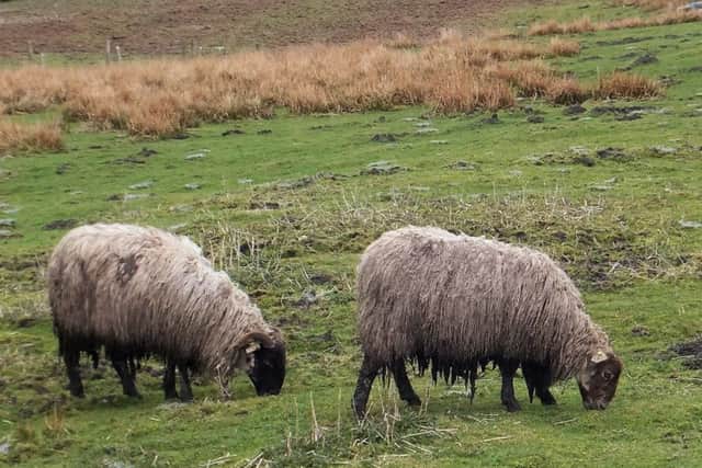 Muddy sheep competition?