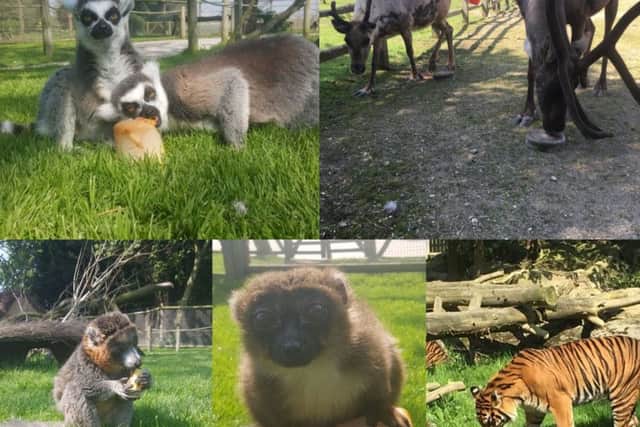 Montage showing the animals enjoying their ice lollies at Flamingo Land.