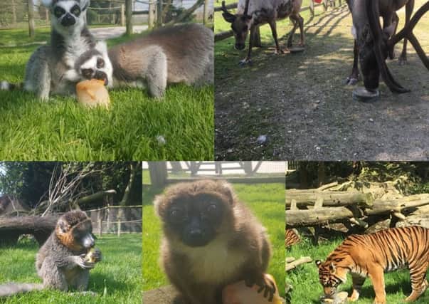 Montage showing the animals enjoying their ice lollies at Flamingo Land.