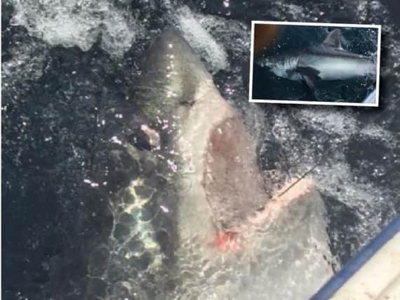 The porbeagle shark caught off the coast of Whitby. Picture by Steve Watson.