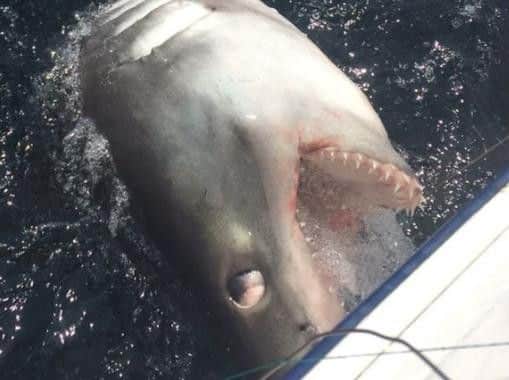 The porbeagle shark caught off the coast of Whitby. Picture by Steve Watson.