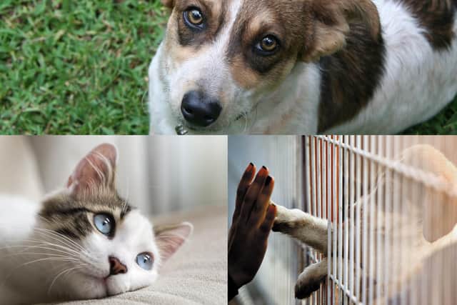 There are a wide array of charities and rescue centres throughout Yorkshire which offer a variety of small animals for adoption and rehoming
