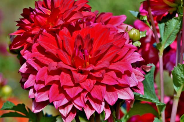 Dahlia flowers are showy enough to attract many insect pollinators, but these flowers have pollen than can cause an outbreak of hay fever symptoms throughout summer.