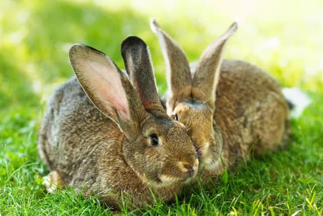 There are more than one million pet rabbits in the UK and Ireland, making rabbits the third most popular pet.