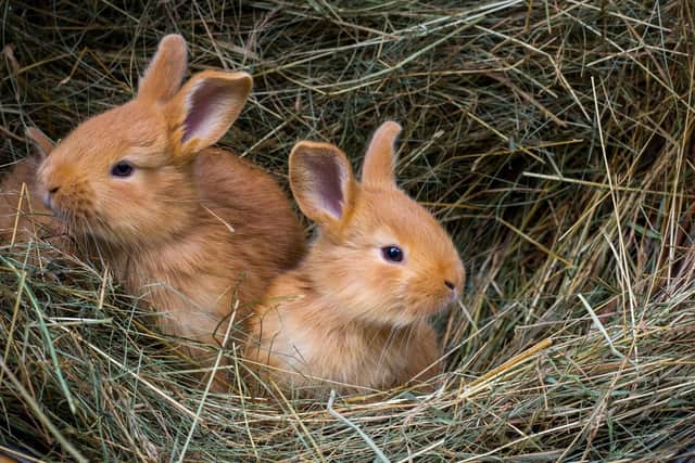 Thousands of veterinary practices all over the UK and Ireland will be offering free health checks to rabbits throughout the week to encourage owners to visit their nearest vet and get their bunnies vaccinated