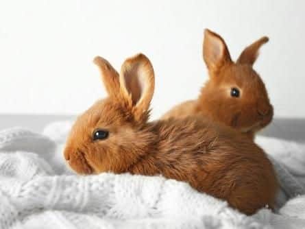 Research shows that preventative healthcare in rabbits is a major issue that needs addressing.