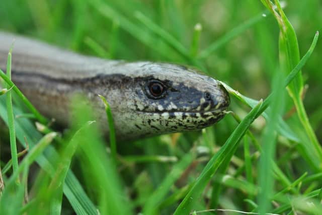 They look like snakes and act like snakes, but slow worms are actually a type of native legless lizard.

Varying in colour from grey to brown to bronze, they can be spotted if you see it blink, because snakes dont have eyelids like lizards do.

Slow worms are significantly less withdrawn than British snake species and can frequently be found in back gardens up and down the UK.