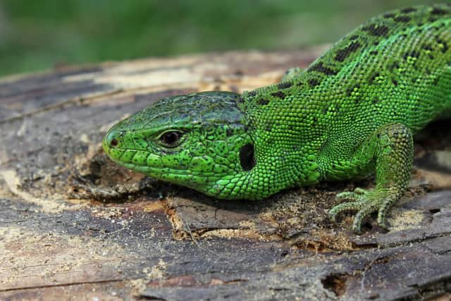Distribution of the rare sand lizard is patchy but it can be found near the coast across the country and is legally protected as a threatened species under the 1981 Wildlife and Countryside Act.

It is the only egg-laying lizard in the UK and can be seen in the summer months, but will shelter underground at night and during the winter.