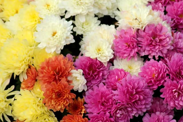 Big pollen producer, chrysanthemums help stretch the allergy season from spring, throughout summer and well into autumn too.