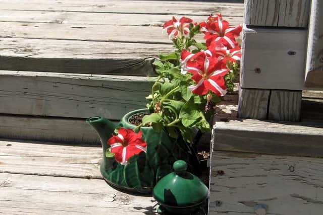 A tea pot makes an excellent replacement for a planter