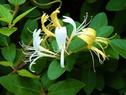 Honeysuckle comes in many varieties that thrive everywhere, and as such is a very popular flower among those who love fragrant plants. 

The honeysuckle vine can reach an impressive height of up to 40 feet, and its cluster of tiny flowers boast comforting smells similar to vanilla and honey.