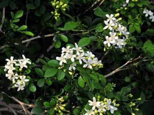 The rich, sweet fragrance of white or yellow jasmine has made it incredibly popular around the world, prized for its brilliant green leaves as well as its soft, delicate and sweetly scented flowers. 

There are more than 200 different species of jasmine, and its essential oils are used in perfumes and aromatherapy for both relaxing and aphrodisiac effects.
