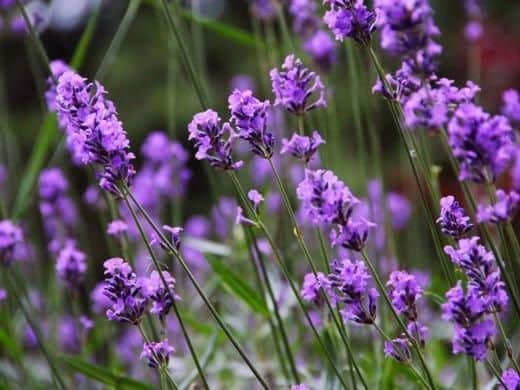 Lavender is known across the globe for its unforgettable fragrance and gorgeous purple flowers. 

Great for borders and better still, when the flowers are over, cut them and bring them indoors to carry on enjoying them.