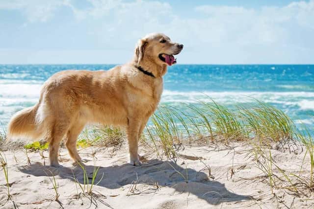 Taking your pet abroad involves a lot of cost and consideration
