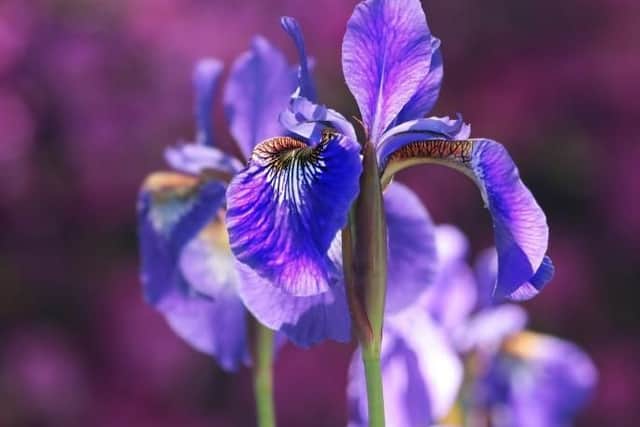 Grow Iris