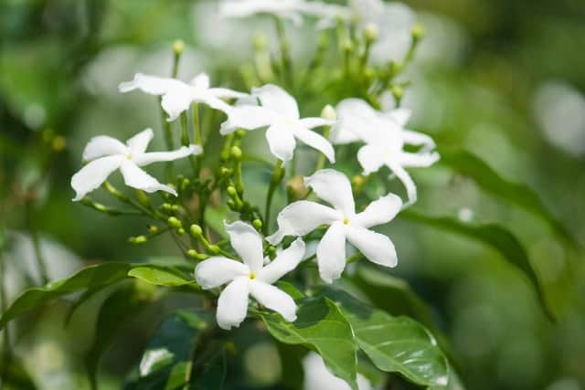 Try growing jasmine in the bedroom