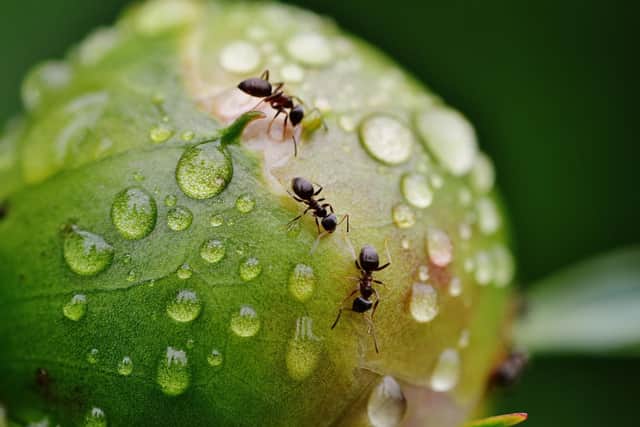 Ants can be a problem