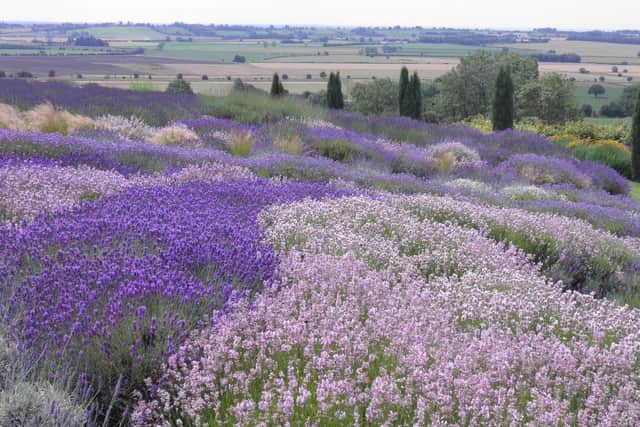 Lavender oil is known for its calming and relaxing properties, and has been used aroma therapeutically for alleviating insomnia, anxiety, depression, restlessness, and stress