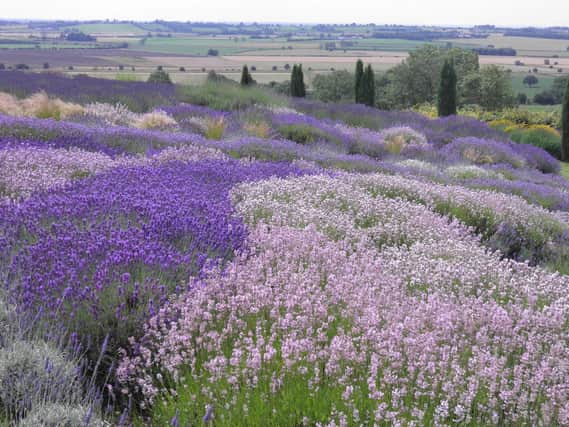 Lavender oil is known for its calming and relaxing properties, and has been used aroma therapeutically for alleviating insomnia, anxiety, depression, restlessness, and stress