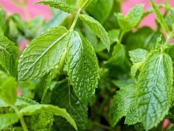 Peppermint has been found to lower frustration and boost alertness. Menthol, found in the plant, is also a powerful muscle relaxant and can aid digestion.