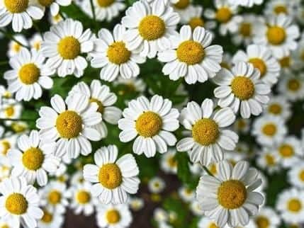 Known for its medicinal benefits since ancient times, Chamomile has antianxiety effects and can also be used as a sleep aid. Commonly taken as a tea, it can also help reduce inflammation.