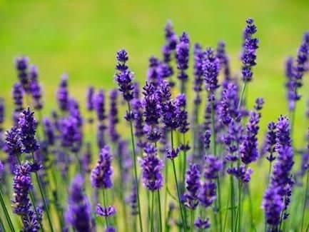 The colour and smell of the purple plant is immediately calming. Often used to help soothe agitated babies, the plants oil is commonly prescribed to help in the treatment of anxiety and depression