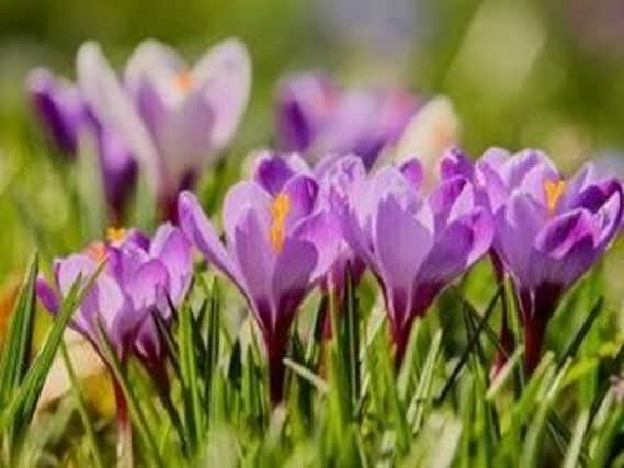 The autumn weather forces crocus blooms out through the fallen leaves among the lawn and their upright, cup-shaped flowers look great in pots and borders. 

Still, occasionally they can be spoiled by autumn weather so plant them beneath trees and shrubs where they will be protected from heavy rains.