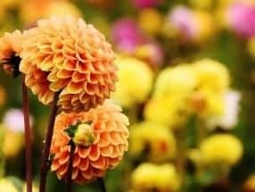 The striking blooms of these plants start to open in summer, but are at their best from August to September, bridging gaps in borders as other perennials begin to tire. 

Dahlias are best for working in borders and as they come in a range of sizes and exotic colours, theyll work with almost any colour theme.