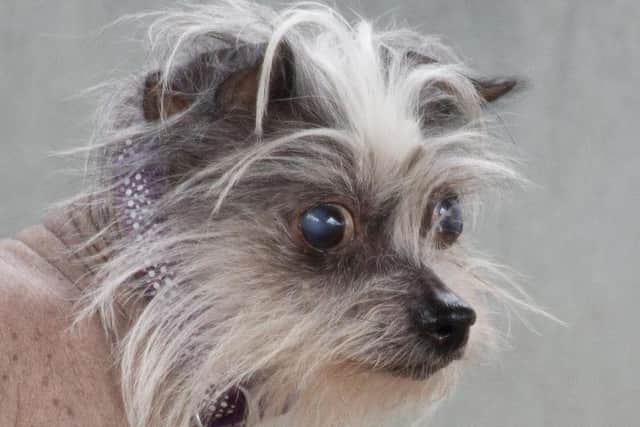 Morissa needs help looking for her forever home (Photo: RSPCA)