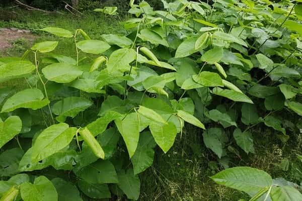 Knotweed often requires heavy-duty weedkillers or excavations to get rid of (Photo: Shutterstock)
