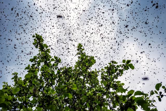 The rising temperatures could mean an increase in creepy crawlies making their way to the UK (Photo: Shutterstock)