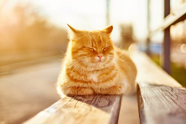 Make sure your cat isn't suffering in the summer heat (Photo: Shutterstock)