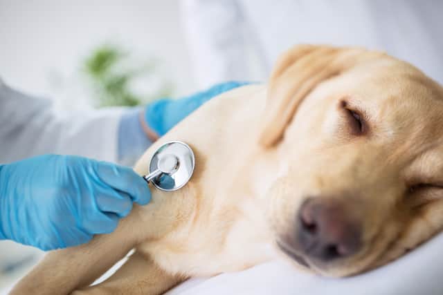 Make sure your dog isn't suffering from these symptoms (Photo: Shutterstock)