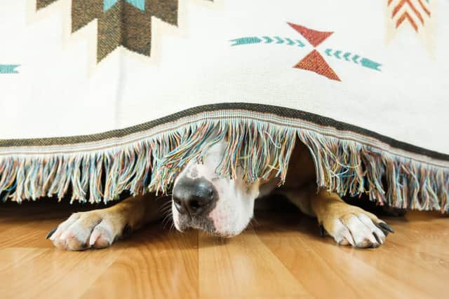 If you have pets, they may easily become scared by the loud noises and heavy rain (Photo: Shutterstock)