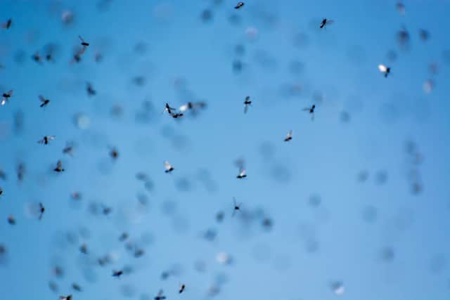 Flying Ant Day takes place every year, with swarms of ants with wings congregating in large groups throughout the UK (Photo: Shutterstock)
