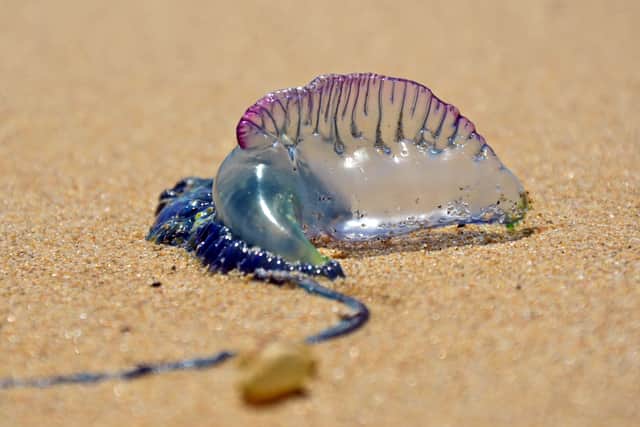 A potentially deadly sea creature has been spotted washed up on a UK beach (Photo: Shutterstock)