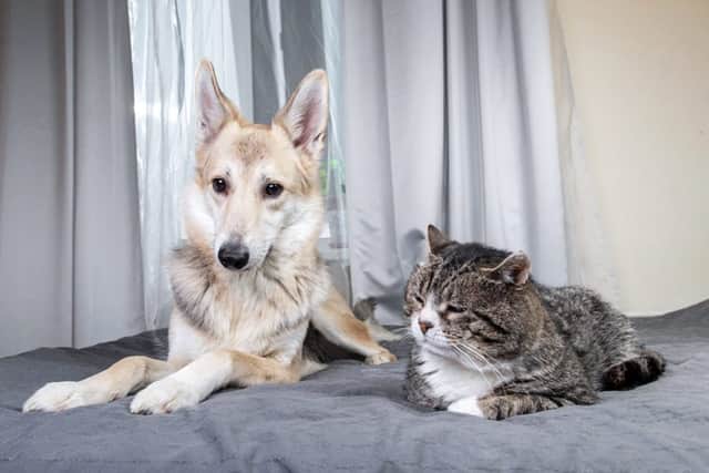 In future, consent for pets will be the default position. (Photo: Shutterstock)