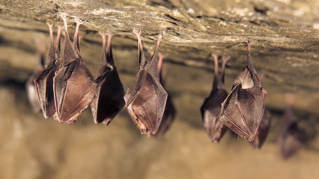 Humans can’t catch coronavirus directly from bats - the latest studies from scientists (Photo: Shutterstock)